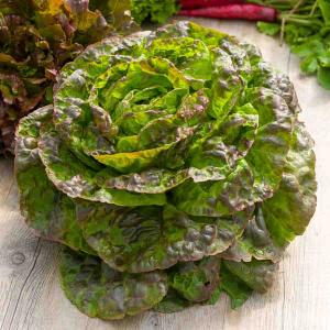 Laitue d'Hiver Brune d'Hiver